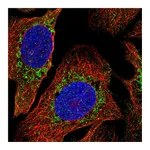 Atlas Antibodies Anti-PDPR Antibody