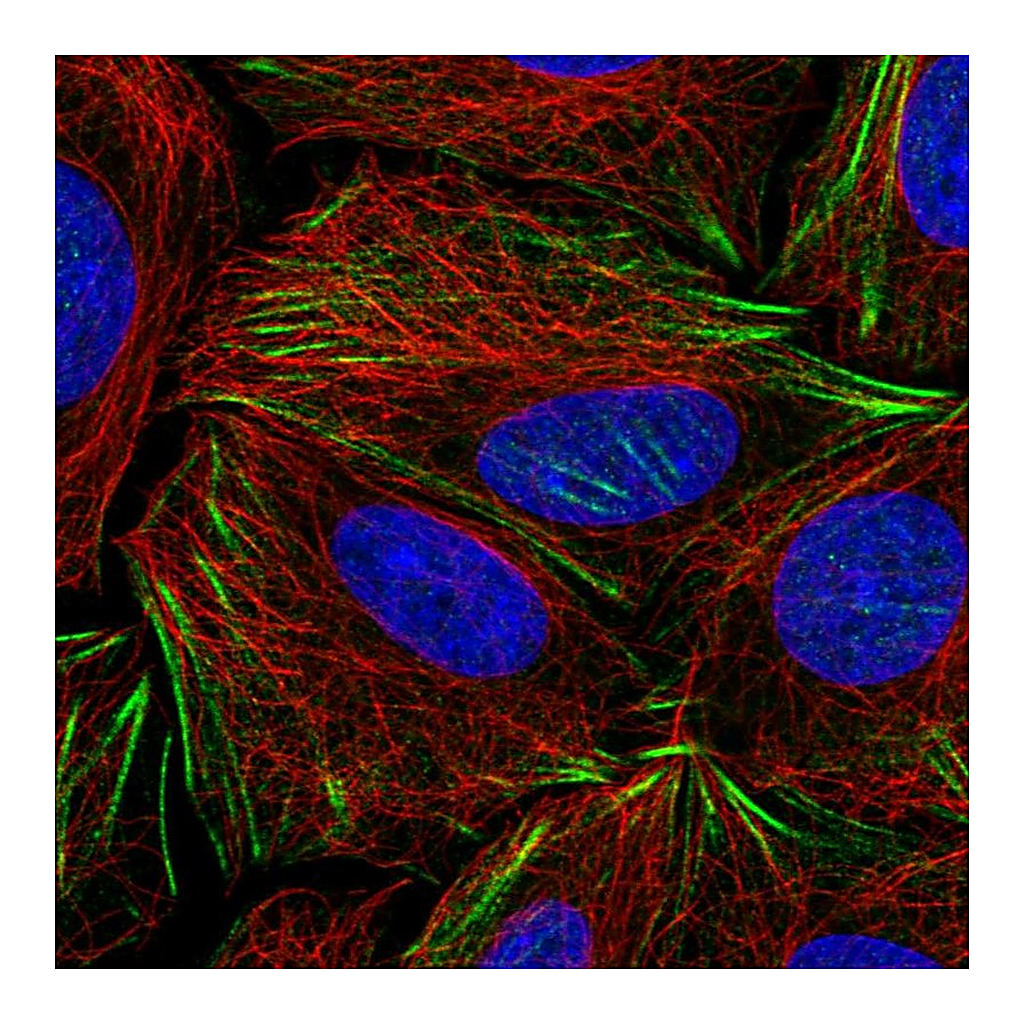 Atlas Antibodies Anti-PDRG1 Antibody