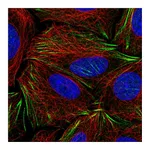 Atlas Antibodies Anti-PDRG1 Antibody