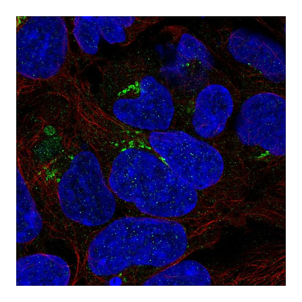 Atlas Antibodies Anti-PDXDC1 Antibody