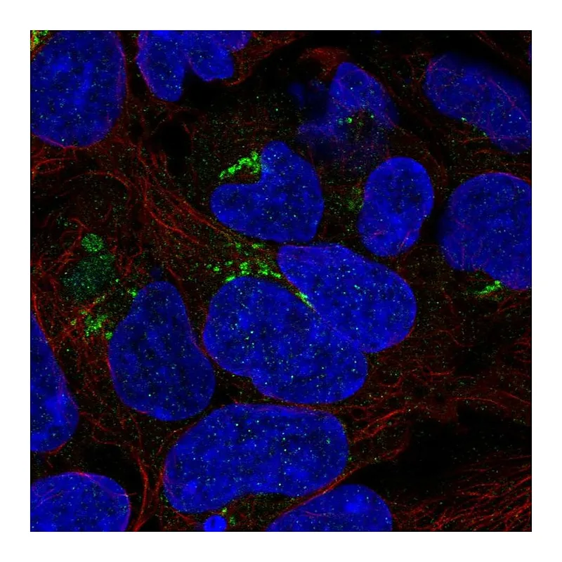 Atlas Antibodies Anti-PDXDC1 Antibody