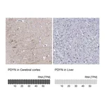 Atlas Antibodies Anti-PDYN Antibody