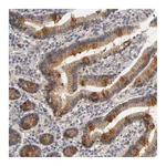 Atlas Antibodies Anti-PDZD11 Antibody