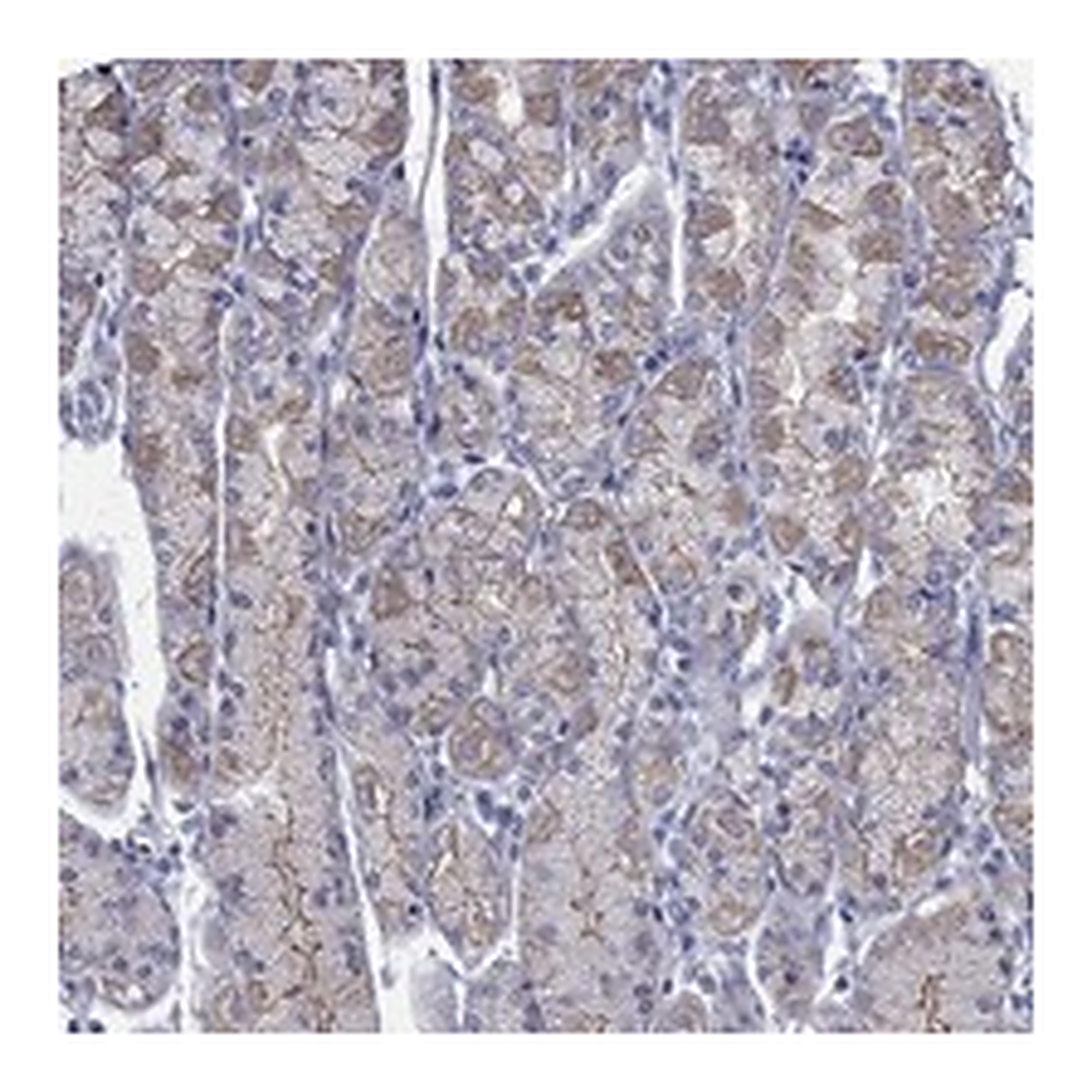 Atlas Antibodies Anti-PDZD3 Antibody
