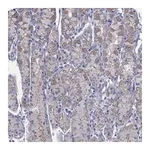 Atlas Antibodies Anti-PDZD3 Antibody