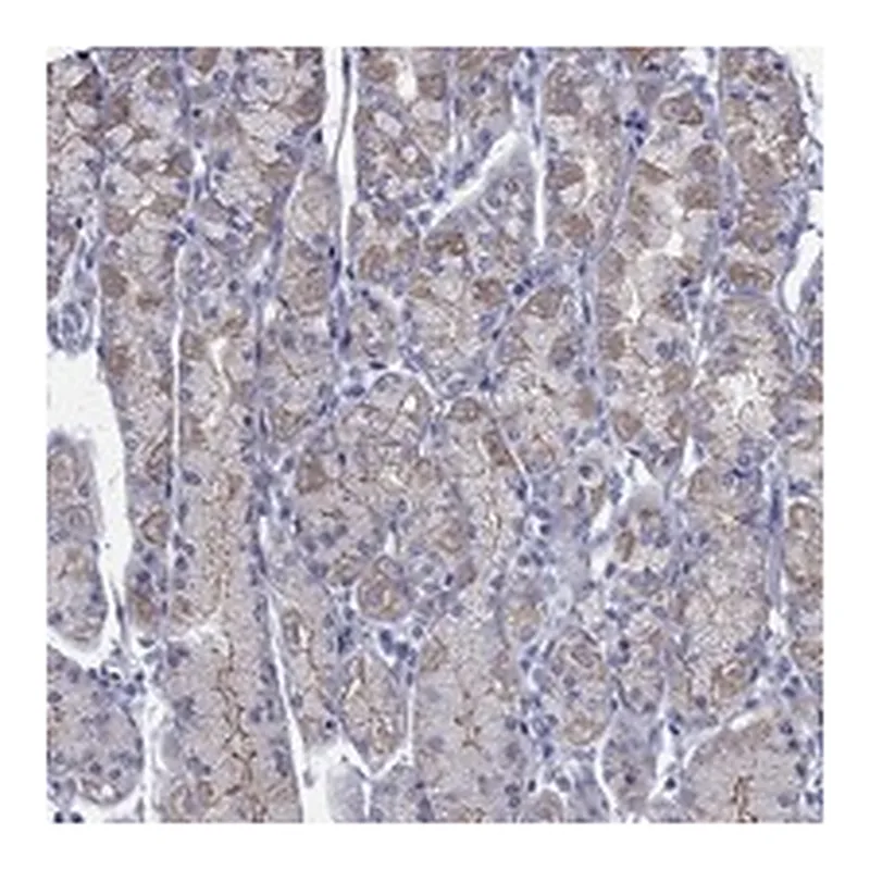 Atlas Antibodies Anti-PDZD3 Antibody
