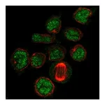 Atlas Antibodies Anti-PDZD7 Antibody