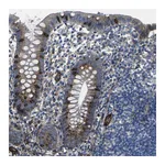 Atlas Antibodies Anti-PDZD8 Antibody