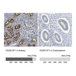Atlas Antibodies Anti-PDZK1IP1 Antibody