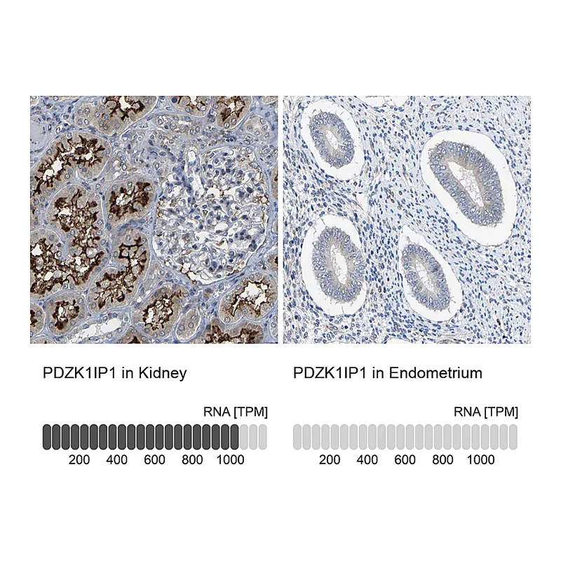 Atlas Antibodies Anti-PDZK1IP1 Antibody