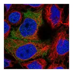 Atlas Antibodies Anti-PDZRN3 Antibody