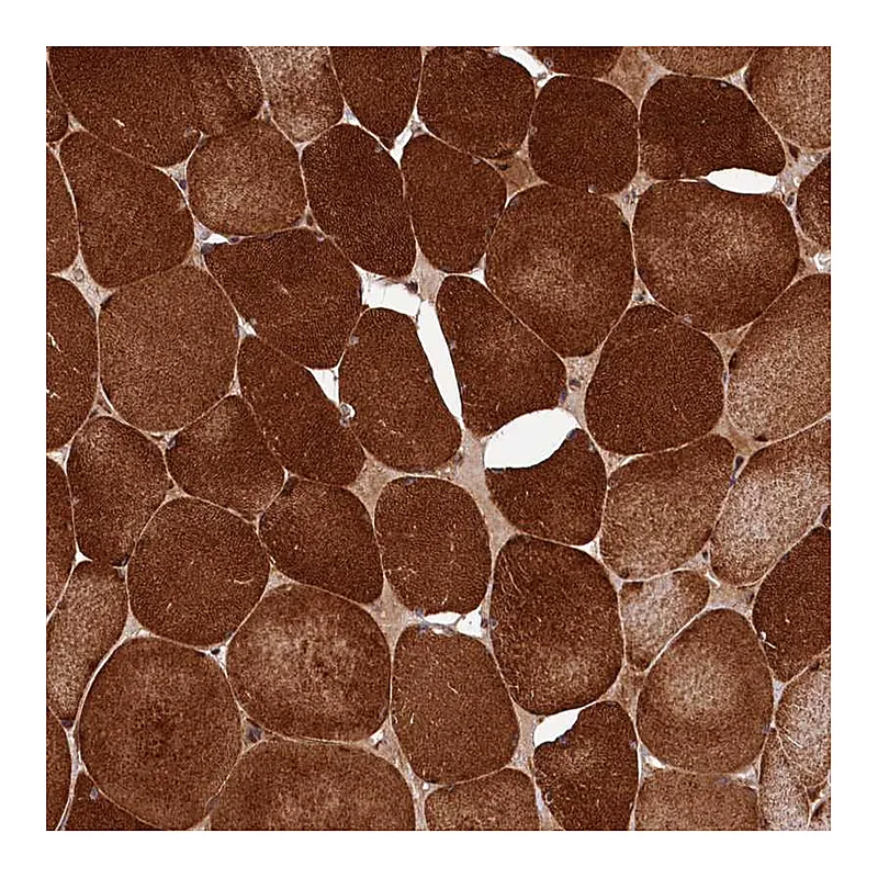 Atlas Antibodies Anti-PDZRN3 Antibody