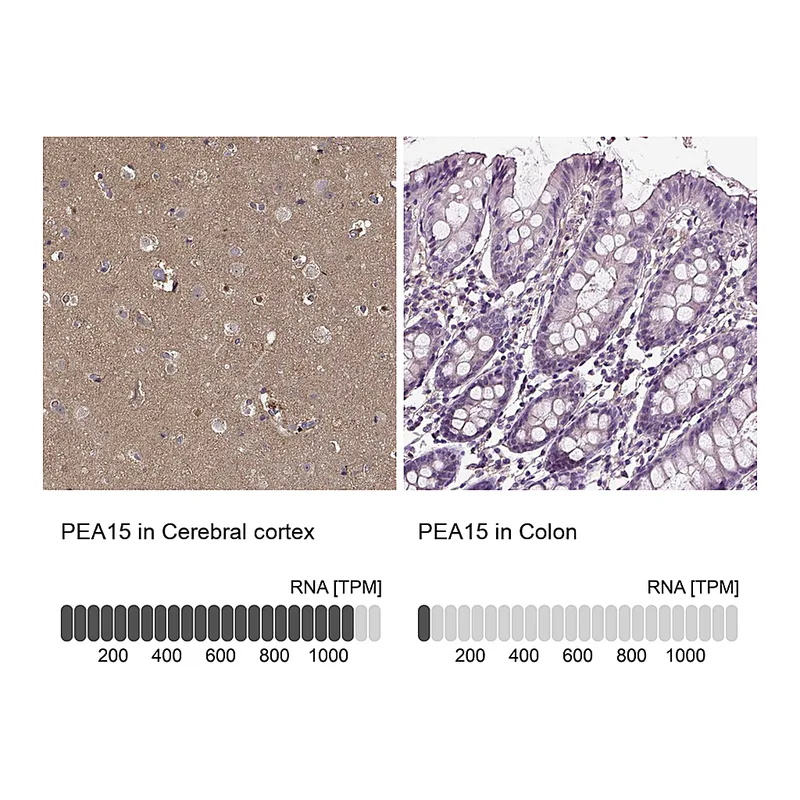 Atlas Antibodies Anti-PEA15 Antibody