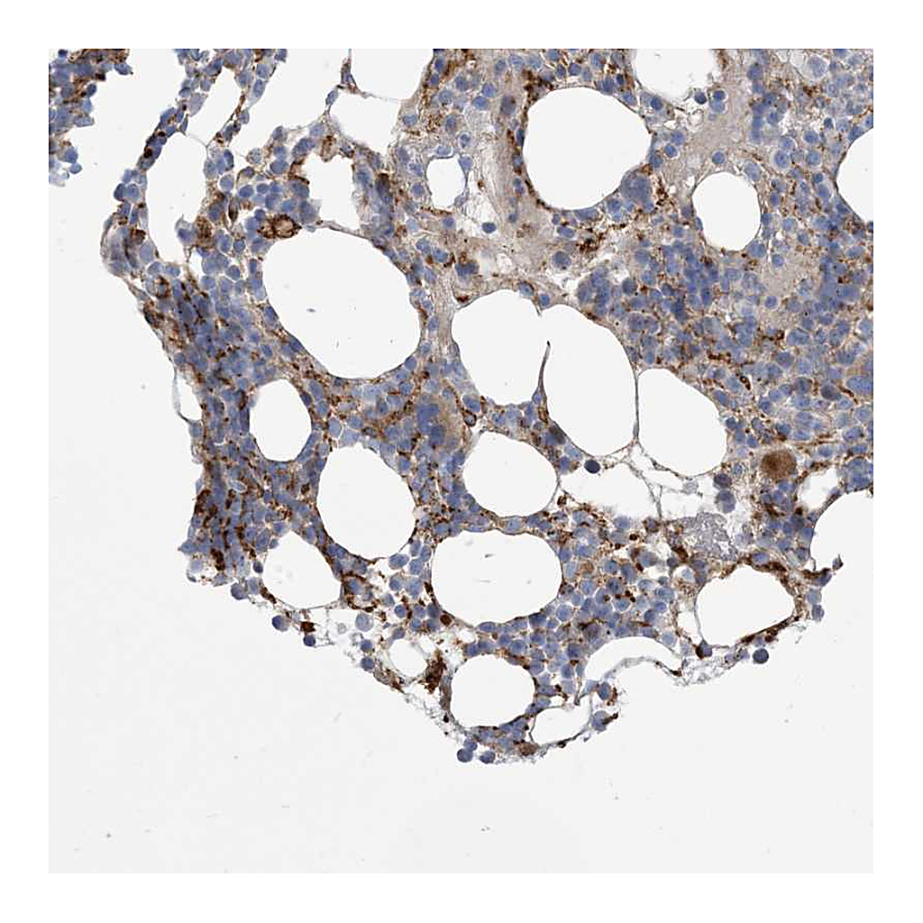 Atlas Antibodies Anti-PEAR1 Antibody