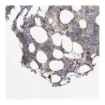 Atlas Antibodies Anti-PEAR1 Antibody