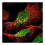 Atlas Antibodies Anti-PEA15 Antibody