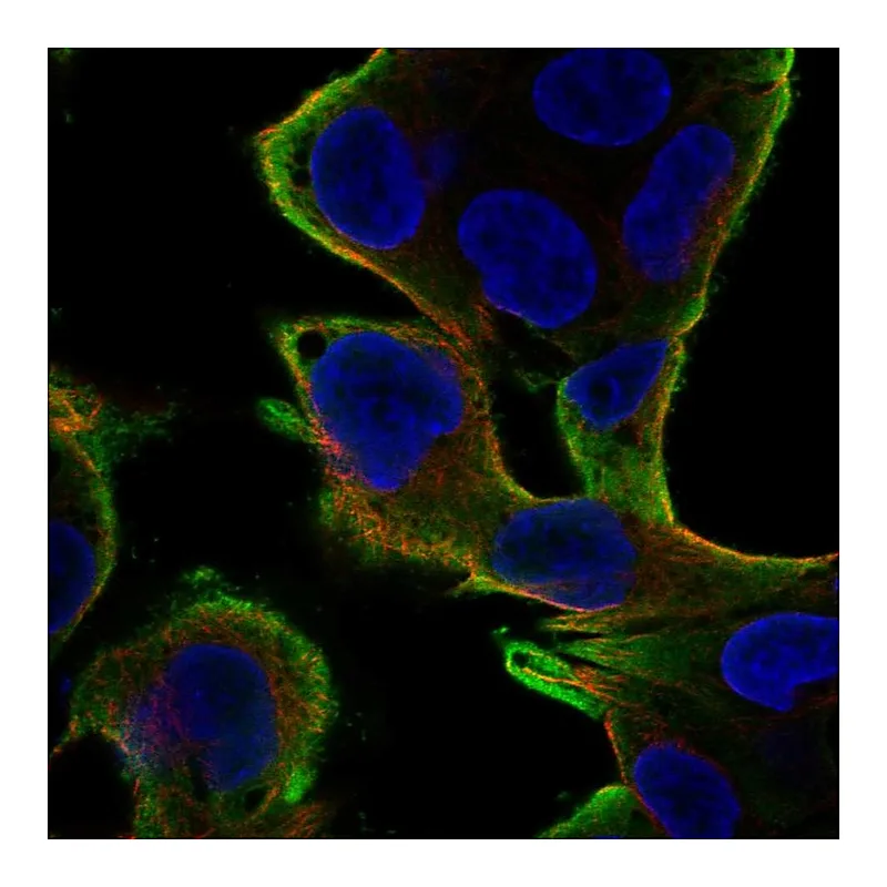Atlas Antibodies Anti-PEBP1 Antibody