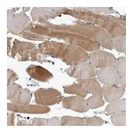 Atlas Antibodies Anti-PEBP4 Antibody