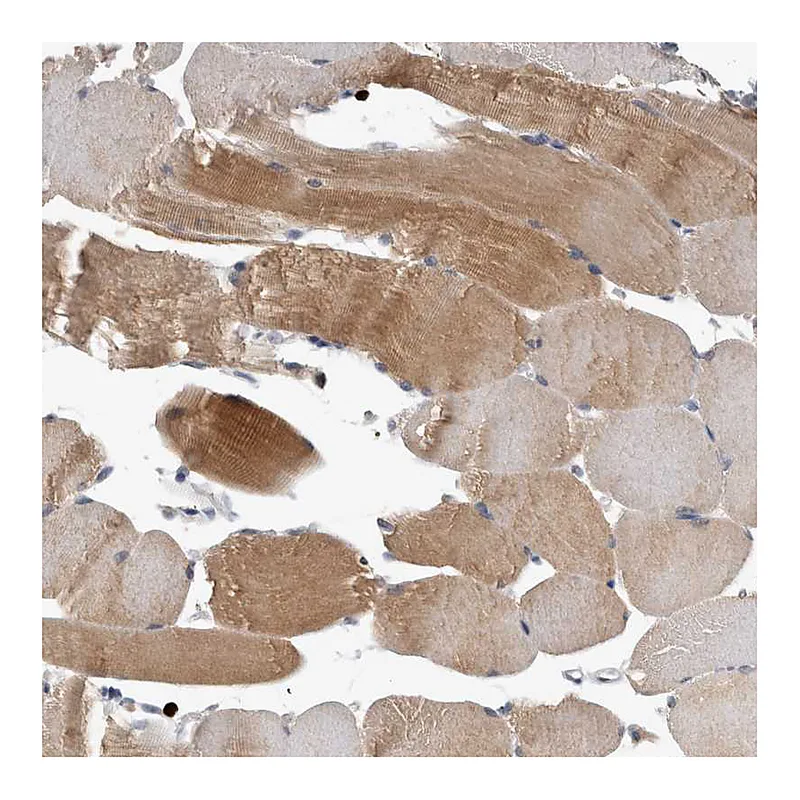 Atlas Antibodies Anti-PEBP4 Antibody