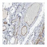 Atlas Antibodies Anti-PECAM1 Antibody