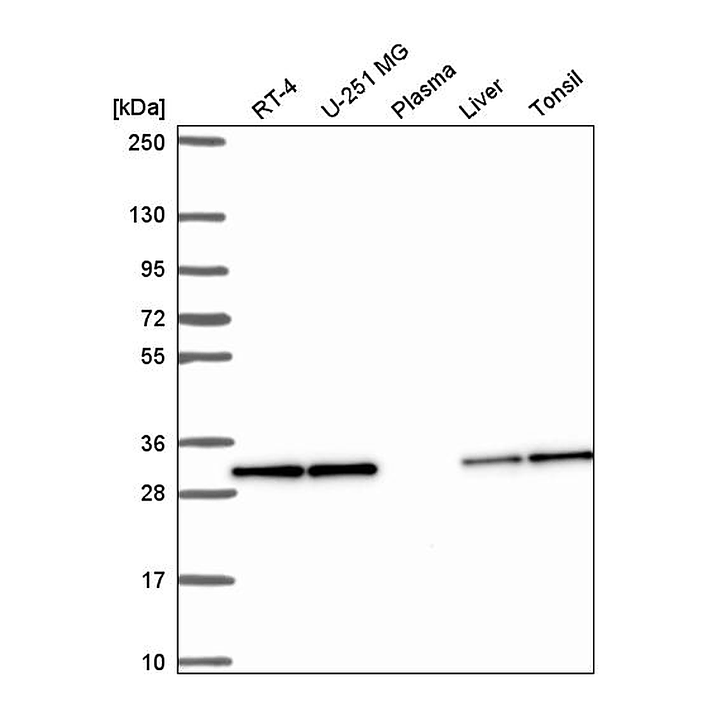 Atlas Antibodies Anti-PEF1 Antibody