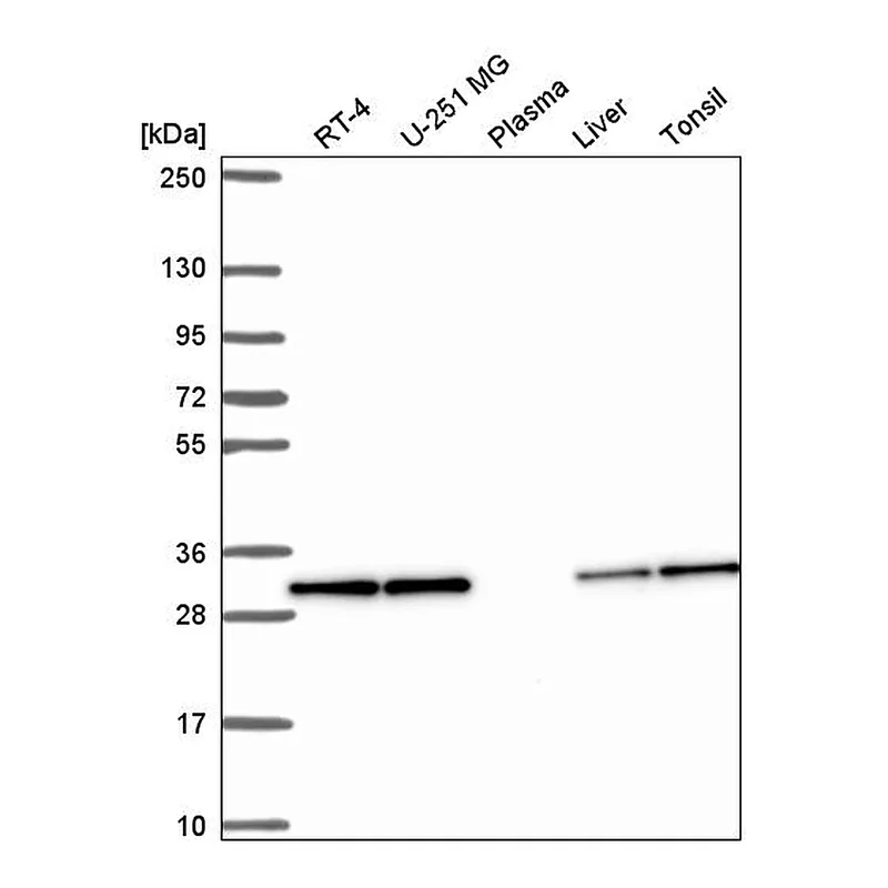 Atlas Antibodies Anti-PEF1 Antibody