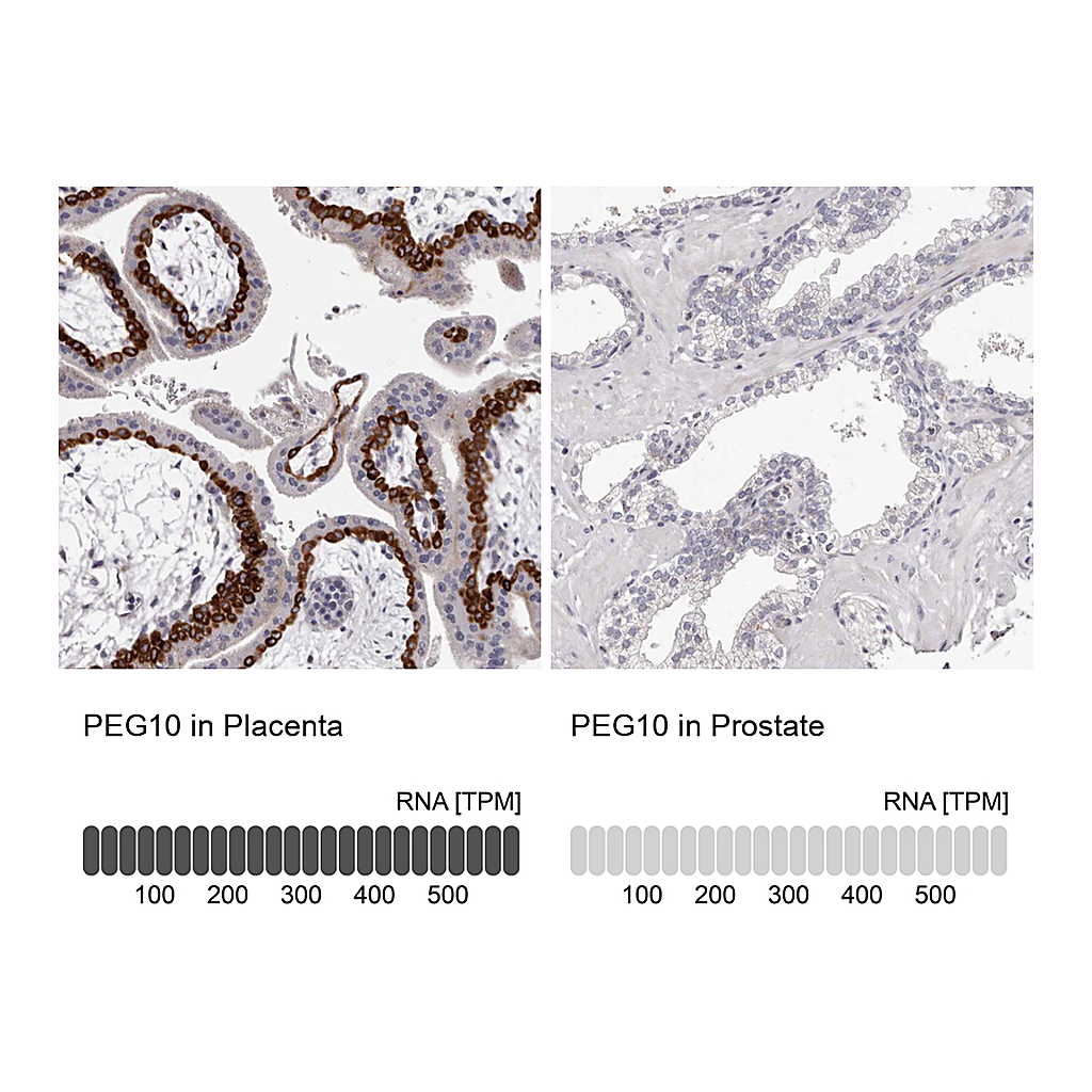 Atlas Antibodies Anti-PEG10 Antibody