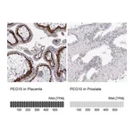 Atlas Antibodies Anti-PEG10 Antibody