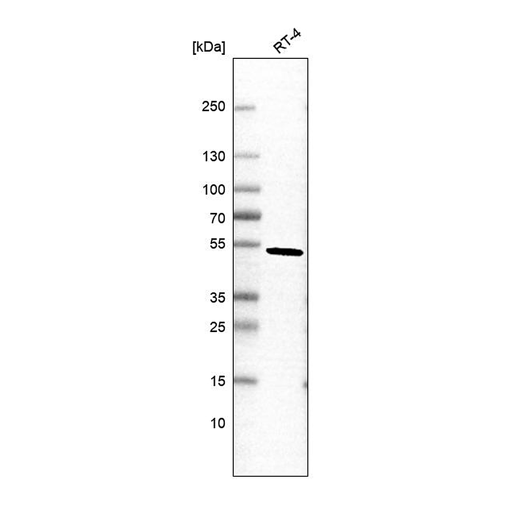 Atlas Antibodies Anti-PELI2 Antibody