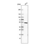 Atlas Antibodies Anti-PELI2 Antibody