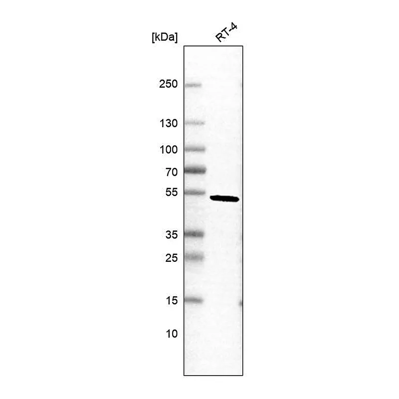 Atlas Antibodies Anti-PELI2 Antibody