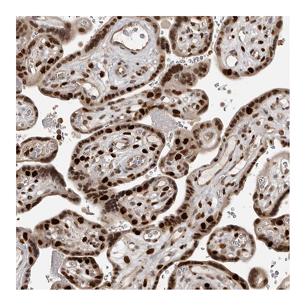 Atlas Antibodies Anti-PEG3 Antibody