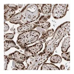 Atlas Antibodies Anti-PEG3 Antibody