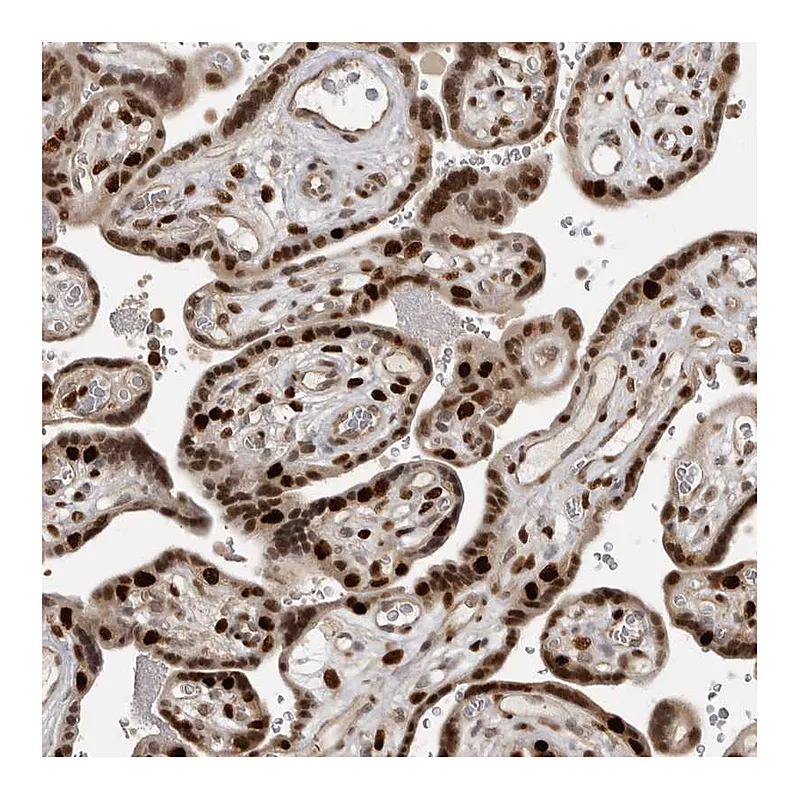 Atlas Antibodies Anti-PEG3 Antibody