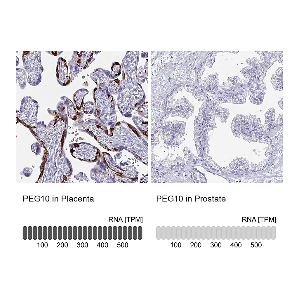 Atlas Antibodies Anti-PEG10 Antibody