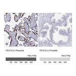 Atlas Antibodies Anti-PEG10 Antibody