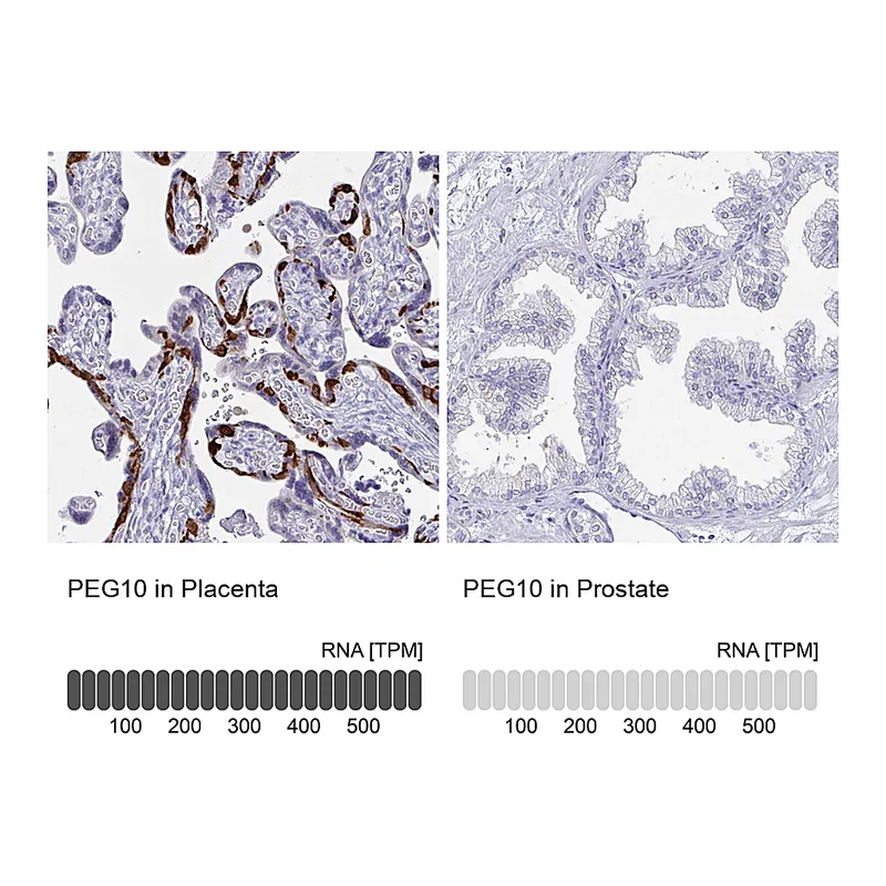 Atlas Antibodies Anti-PEG10 Antibody