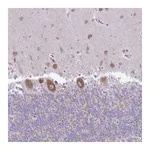 Atlas Antibodies Anti-PELI3 Antibody