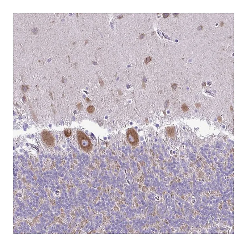 Atlas Antibodies Anti-PELI3 Antibody