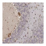 Atlas Antibodies Anti-PELI3 Antibody