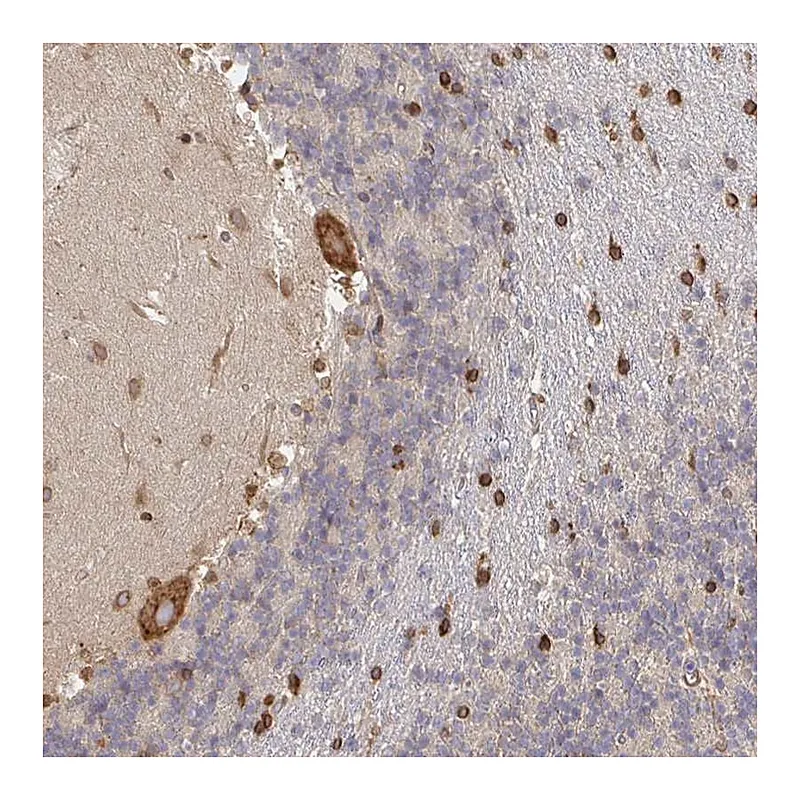 Atlas Antibodies Anti-PELI3 Antibody