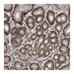Atlas Antibodies Anti-PELO Antibody