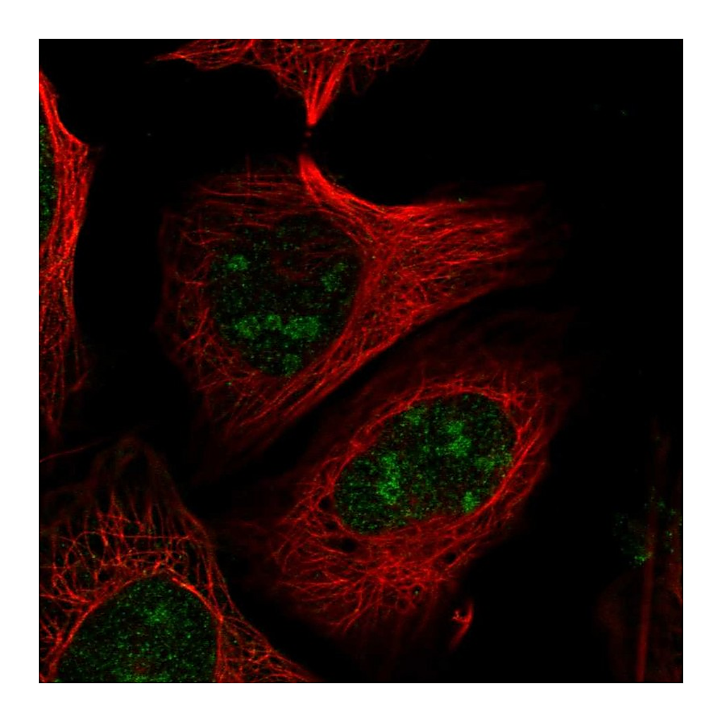 Atlas Antibodies Anti-PELP1 Antibody
