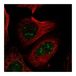 Atlas Antibodies Anti-PELP1 Antibody
