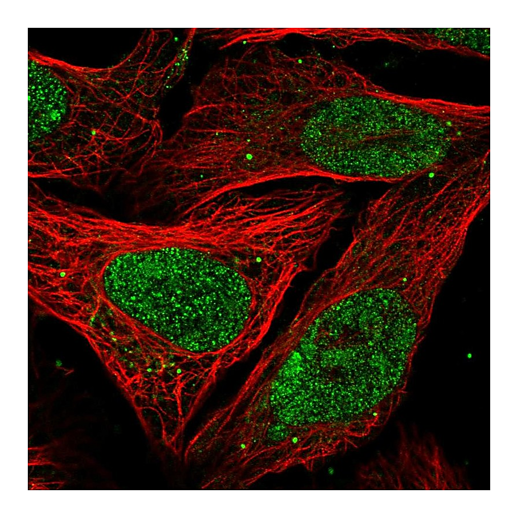 Atlas Antibodies Anti-PELP1 Antibody