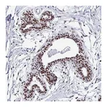 Atlas Antibodies Anti-PELP1 Antibody