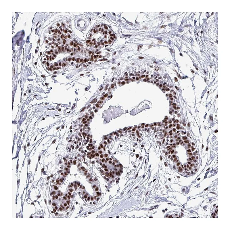 Atlas Antibodies Anti-PELP1 Antibody