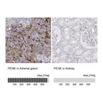Atlas Antibodies Anti-PENK Antibody