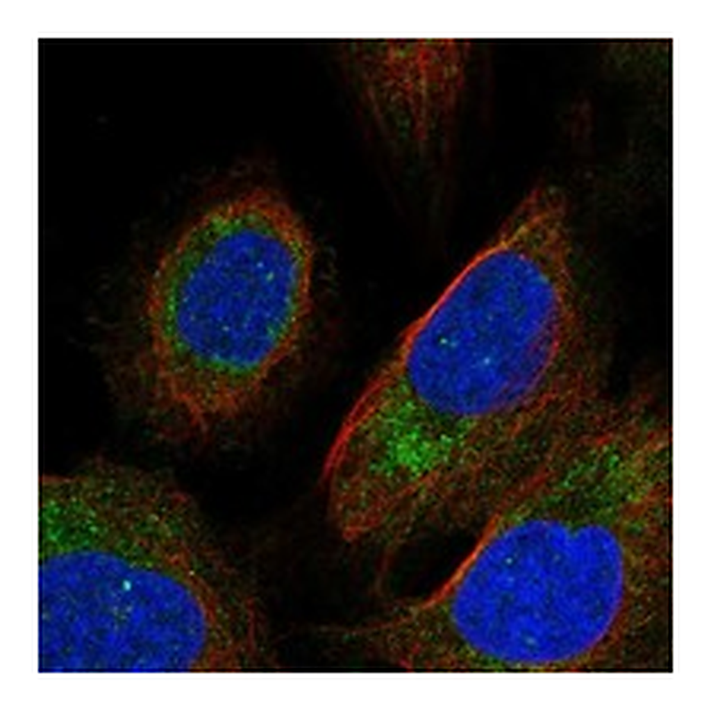 Atlas Antibodies Anti-PEMT Antibody