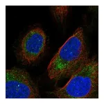 Atlas Antibodies Anti-PEMT Antibody